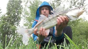 Zander