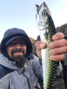 Mackerel