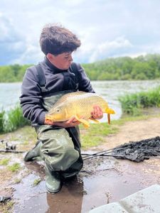 Common Carp