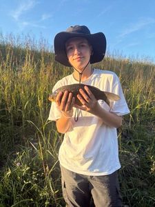 Crucian Carp