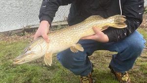 Northern Pike