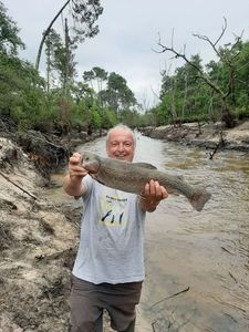 Rainbow Trout