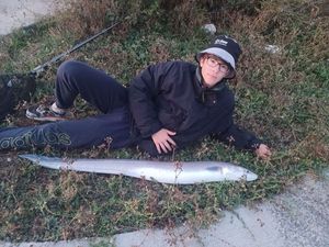 Conger