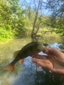 European Perch