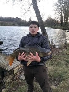Common Carp