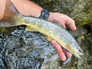Brown Trout