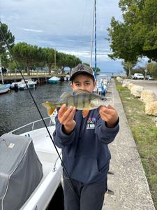 European Perch