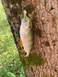 European Perch