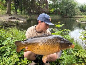 Common Carp