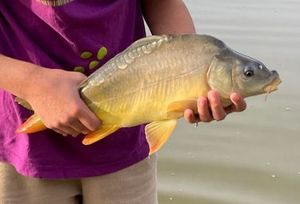 Mirror Carp