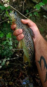 Brown Trout