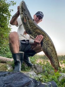 Catfish
