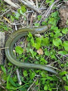 European Eel (Common Eel)