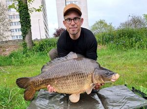 Common Carp