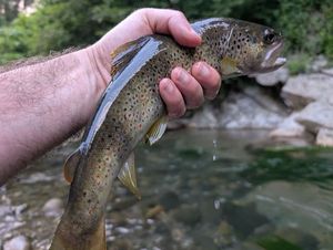 Brown Trout