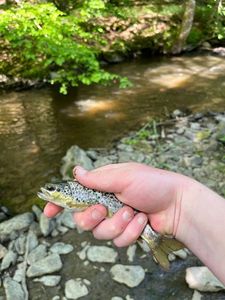 Brown Trout