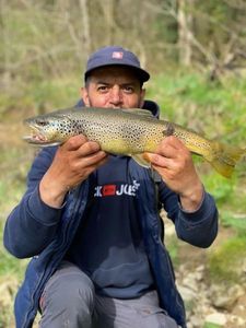 Brown Trout