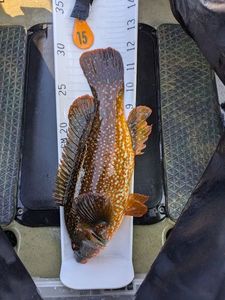 Ballan Wrasse