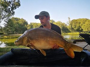 Mirror Carp