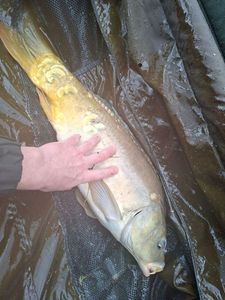 Mirror Carp