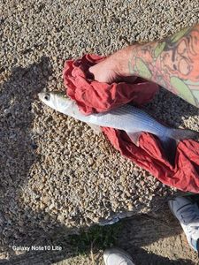 Thicklip Grey Mullet