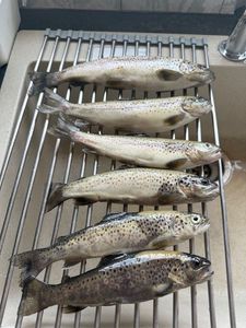 Brown Trout