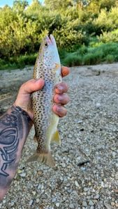 Brown Trout