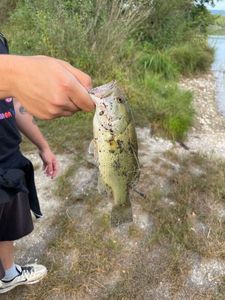 Largemouth Bass