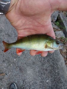 European Perch