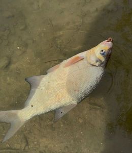 Common Bream