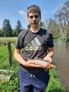 Brown Trout