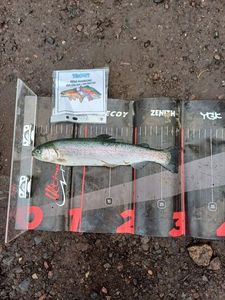 Rainbow Trout