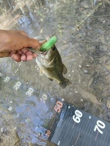 Largemouth Bass