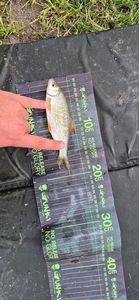 Roach