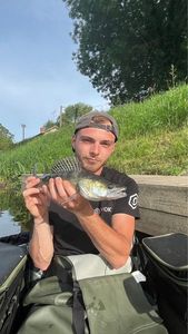 Zander