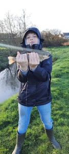 Rainbow Trout