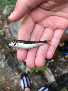 Common Minnow