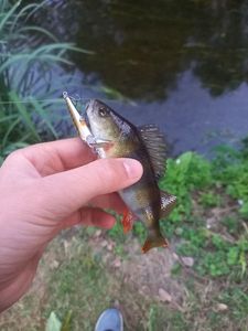 European Perch