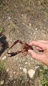 Spinycheek Crayfish