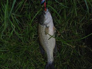 Largemouth Bass