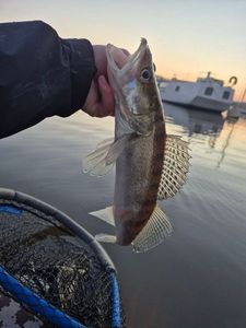 Zander