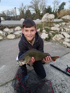 European Perch