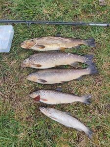 Brown Trout