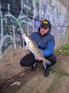Zander