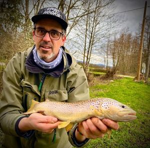 Brown Trout