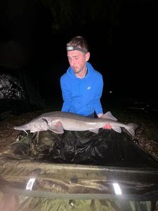 Shortnose Sturgeon