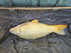 Common Carp