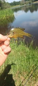 Green Sunfish
