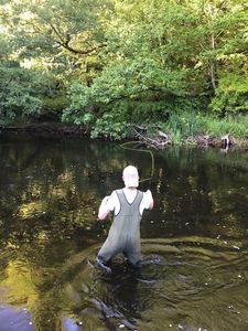 Brown Trout