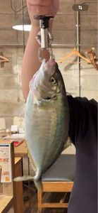 Buri (Japanese Amberjack)